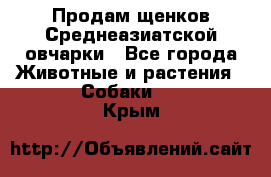 Продам щенков Среднеазиатской овчарки - Все города Животные и растения » Собаки   . Крым